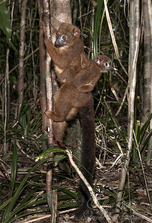 086 Red-bellied Lemur (Eulemur rubriventer) - Madagascar