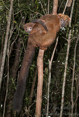 087 Red-bellied Lemur (Eulemur rubriventer) - Madagascar