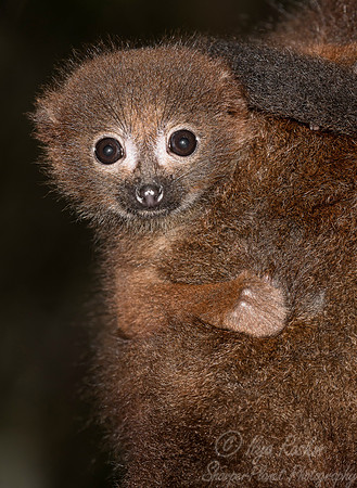 088 Red-bellied Lemur (Eulemur rubriventer) - Madagascar