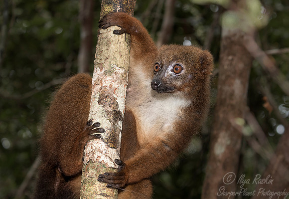 089 Red-bellied Lemur (Eulemur rubriventer) - Madagascar
