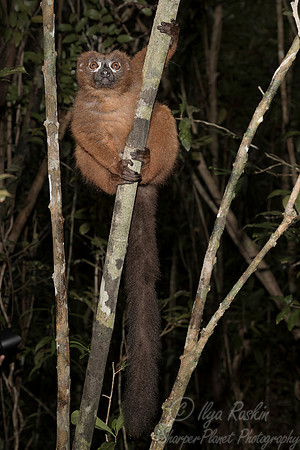 090 Red-bellied Lemur (Eulemur rubriventer) - Madagascar
