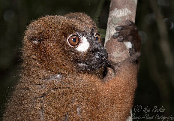 091 Red-bellied Lemur (Eulemur rubriventer) - Madagascar