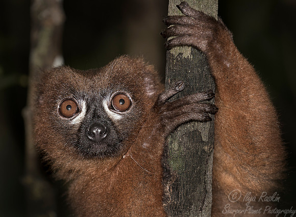 092 Red-bellied Lemur (Eulemur rubriventer) - Madagascar