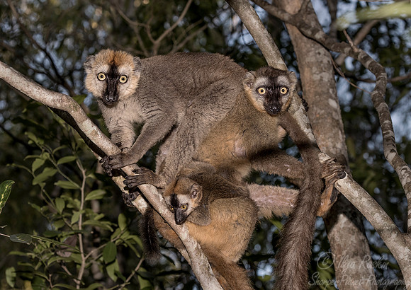 093 Red-fronted Lemur (Eulemur rufifrons) - Madagascar