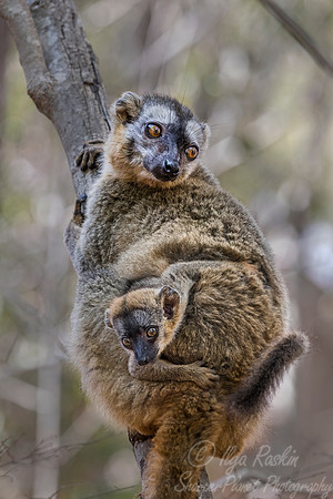 094 Red-fronted Lemur (Eulemur rufifrons) - Madagascar