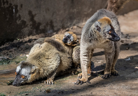 095 Red-fronted Lemur (Eulemur rufifrons) - Madagascar