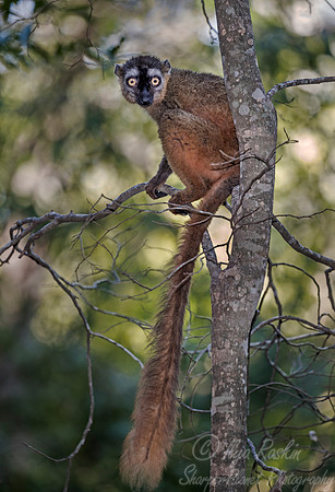 096 Red-fronted Lemur (Eulemur rufifrons) - Madagascar