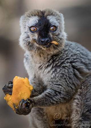 097 Red-fronted Lemur (Eulemur rufifrons) - Madagascar