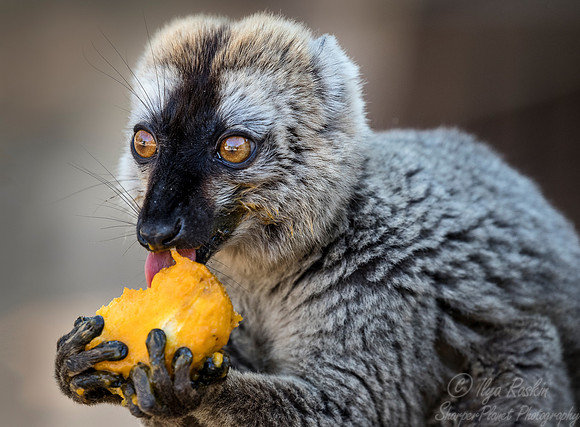 098 Red-fronted Lemur (Eulemur rufifrons) - Madagascar