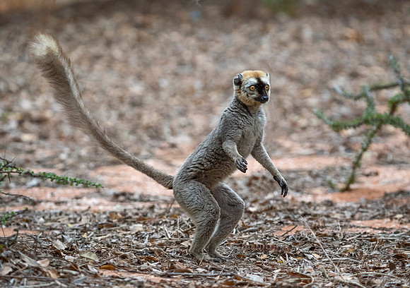 099 Red-fronted Lemur (Eulemur rufifrons) - Madagascar
