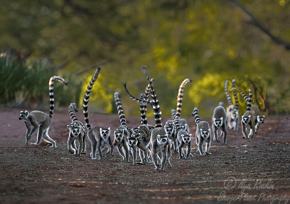 100 Ring-tailed Lemur (Lemur catta) - Madagascar