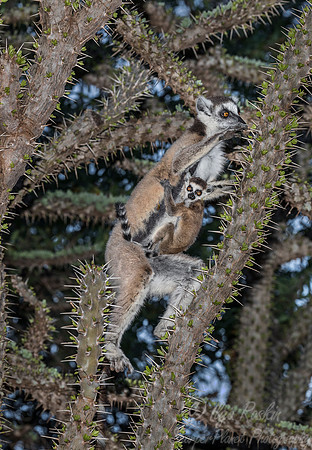 101 Ring-tailed Lemur (Lemur catta) - Madagascar