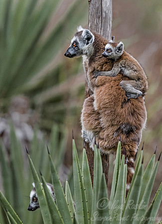 102 Ring-tailed Lemur (Lemur catta) - Madagascar