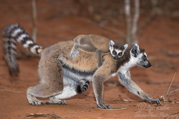 103 Ring-tailed Lemur (Lemur catta) - Madagascar