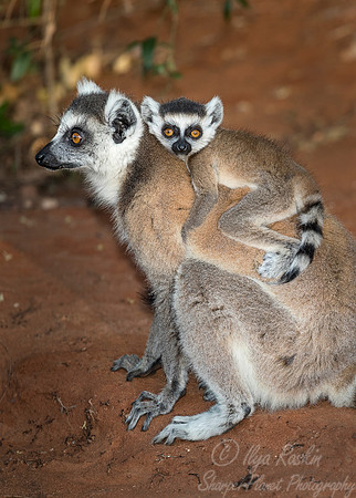 104 Ring-tailed Lemur (Lemur catta) - Madagascar