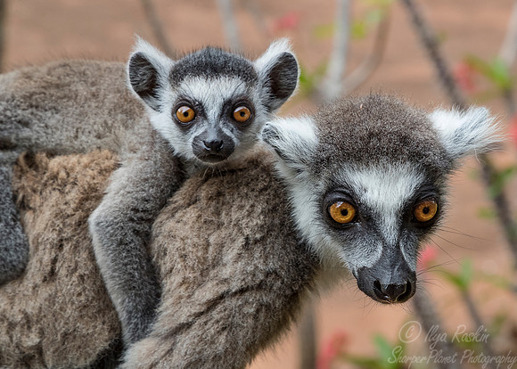 105 Ring-tailed Lemur (Lemur catta) - Madagascar