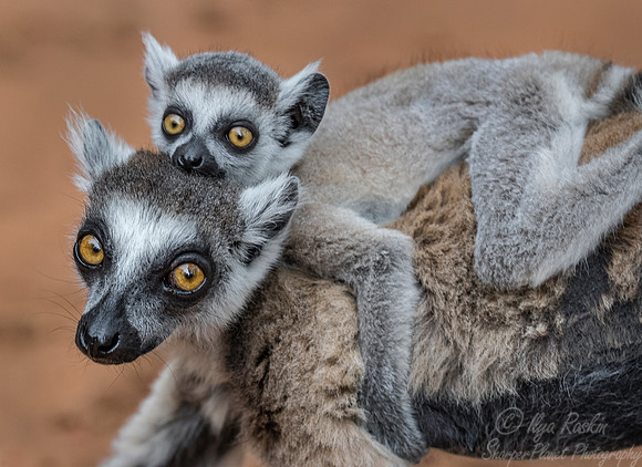 106 Ring-tailed Lemur (Lemur catta) - Madagascar