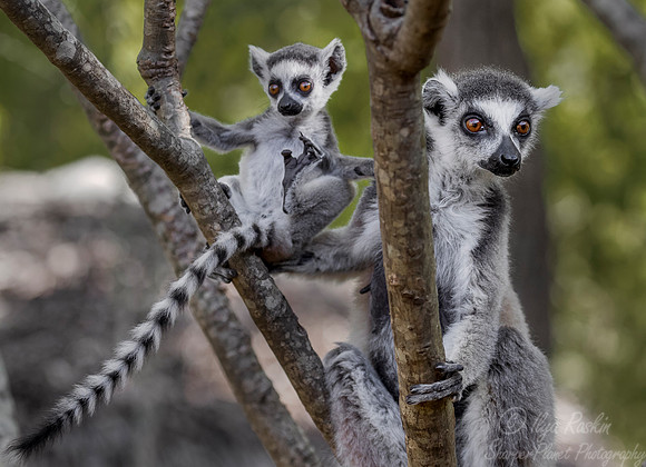 107 Ring-tailed Lemur (Lemur catta) - Madagascar