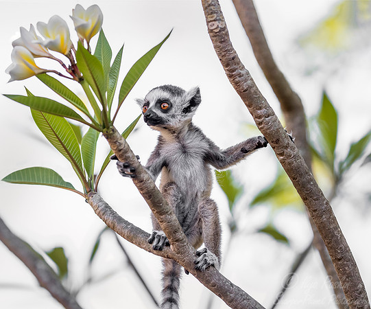 108 Ring-tailed Lemur (Lemur catta) - Madagascar