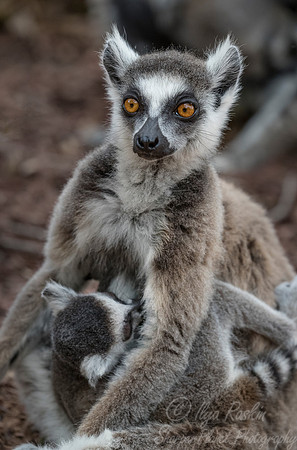 109 Ring-tailed Lemur (Lemur catta) - Madagascar