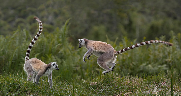 110 Ring-tailed Lemur (Lemur catta) - Madagascar