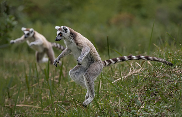 111 Ring-tailed Lemur (Lemur catta) - Madagascar