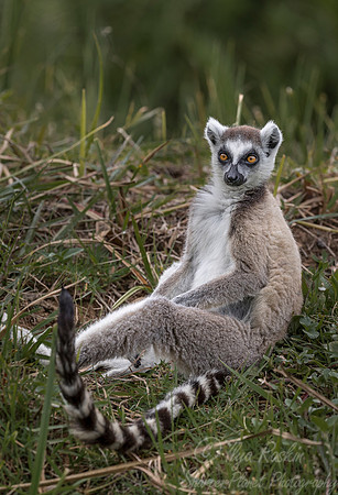112 Ring-tailed Lemur (Lemur catta) - Madagascar