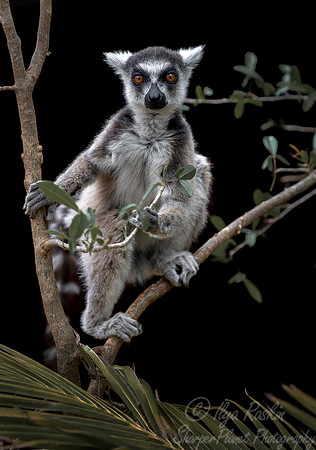 113 Ring-tailed Lemur (Lemur catta) - Madagascar