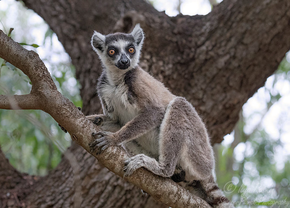 114 Ring-tailed Lemur (Lemur catta) - Madagascar