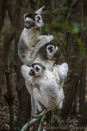 115 Verreaux's Sifaka (Propithecus verreauxi) - Madagascar