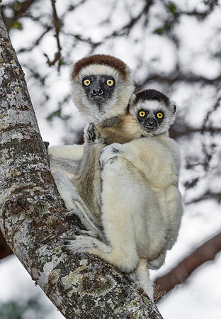 116 Verreaux's Sifaka (Propithecus verreauxi) - Madagascar