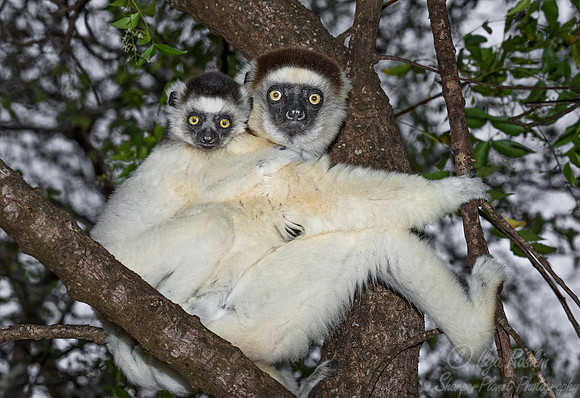 117 Verreaux's Sifaka (Propithecus verreauxi) - Madagascar