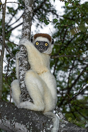 118 Verreaux's Sifaka (Propithecus verreauxi) - Madagascar
