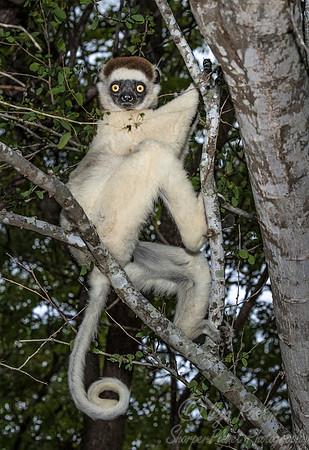 119 Verreaux's Sifaka (Propithecus verreauxi) - Madagascar
