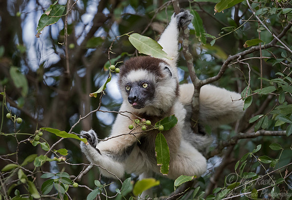 120 Verreaux's Sifaka (Propithecus verreauxi) - Madagascar