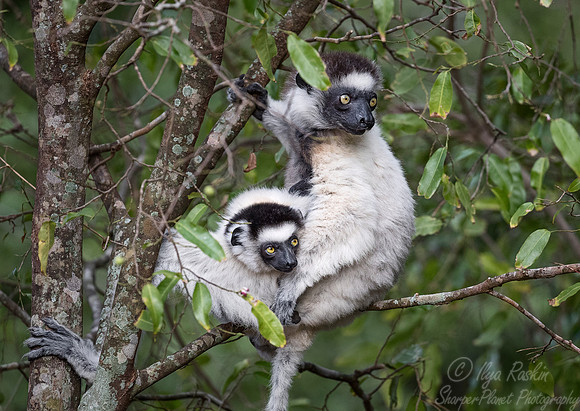121 Verreaux's sifaka (Propithecus verreauxi) - Madagascar