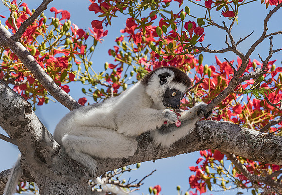 122 Verreaux's Sifaka (Propithecus verreauxi) - Madagascar