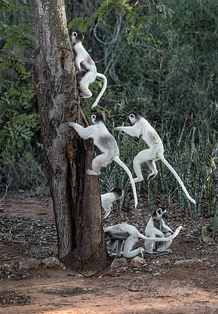 123 Verreaux's Sifaka (Propithecus verreauxi) - Madagascar