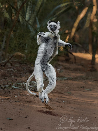 124 Verreaux's Sifaka (Propithecus verreauxi) - Madagascar