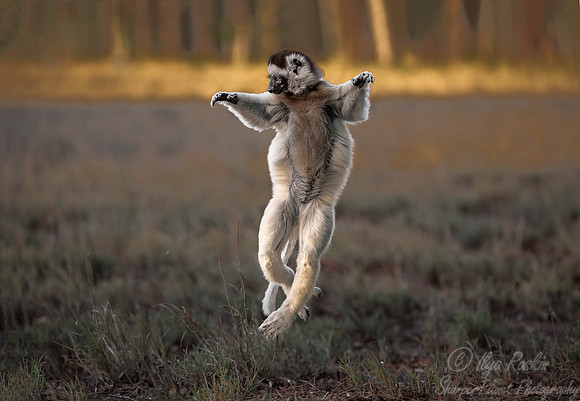 125 Verreaux's sifaka (Propithecus verreauxi) - Madagascar