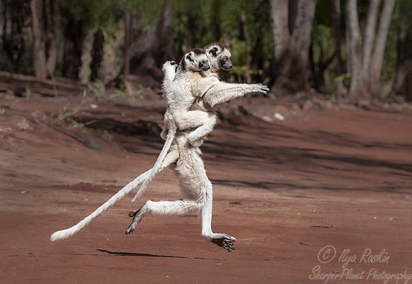 126 Verreaux's Sifaka (Propithecus verreauxi) - Madagascar