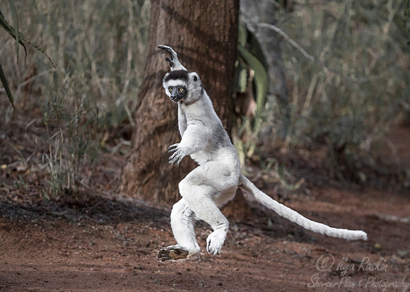 127 Verreaux's Sifaka (Propithecus verreauxi) - Madagascar