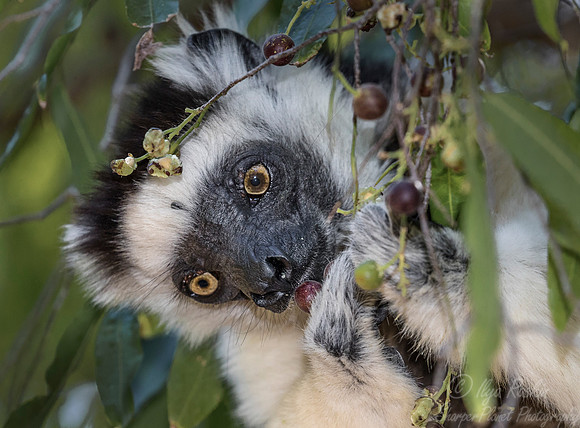 128 Verreaux's Sifaka (Propithecus verreauxi) - Madagascar