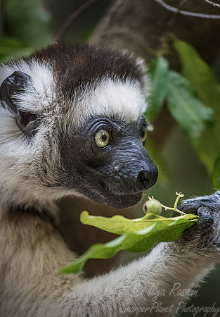 129 Verreaux's Sifaka (Propithecus verreauxi) - Madagascar