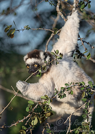 130 Verreaux's sifaka (Propithecus verreauxi) - Madagascar