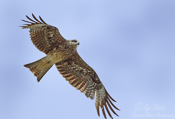 106  Black Kite (Milvus migrans) - Mongolia