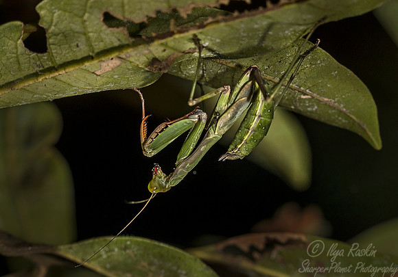 034 Praying Mantis- Madagascar