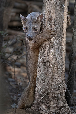 105 Fossa (Cryptoprocta ferox) - Madagascar