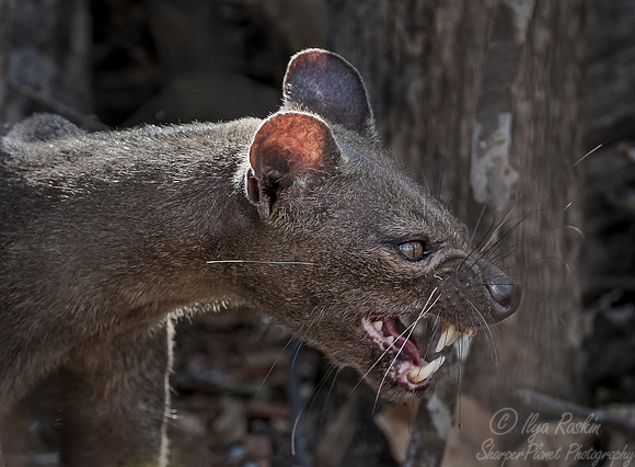 104 Fossa (Cryptoprocta ferox) - Madagascar