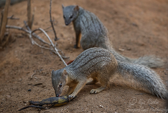 109 Narrow-striped Mongoose ( (Mungotictis decemlineata) - Madagascar